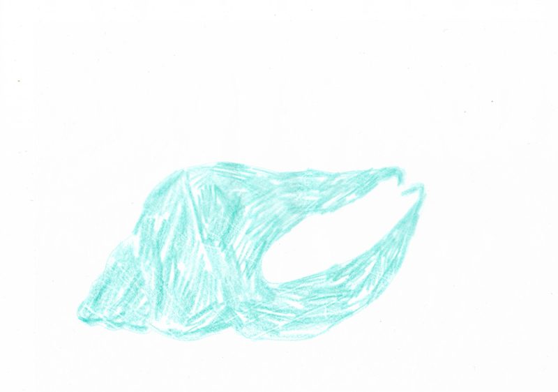 dessin aux crayons de couleurs d'un coquillage bleu vert